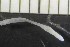  (Fridericia sp. CEH - CE23222)  @11 [ ] CreativeCommons - Attribution Share-Alike (2017) Christer Erséus University of Gothenburg