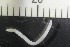  (Fridericia galba CED - CE23529)  @11 [ ] CreativeCommons - Attribution Share-Alike (2017) Christer Erséus University of Gothenburg