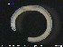  ( - CE24674)  @12 [ ] CreativeCommons - Attribution Non-Commercial Share-Alike (2015) NTNU University Museum, Department of Natural History NTNU University Museum, Department of Natural History