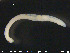  (Paralumbricillus dubius - CE24702)  @12 [ ] CreativeCommons - Attribution Non-Commercial Share-Alike (2015) NTNU University Museum, Department of Natural History NTNU University Museum, Department of Natural History