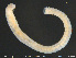  (Claparedrilus semifuscoides - CE29048)  @11 [ ] Creative Commons  Attribution Non-Commercial Share-Alike (2017) NTNU University Museum, Department of Natural History NTNU University Museum, Department of Natural History