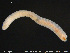  ( - CE29160)  @11 [ ] Creative Commons  Attribution Non-Commercial Share-Alike (2017) NTNU University Museum, Department of Natural History NTNU University Museum, Department of Natural History