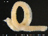  ( - CE29243)  @11 [ ] Creative Commons  Attribution Non-Commercial Share-Alike (2017) NTNU University Museum, Department of Natural History NTNU University Museum, Department of Natural History