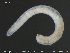  ( - CE30041)  @11 [ ] Creative Commons  Attribution Non-Commercial Share-Alike (2017) NTNU University Museum, Department of Natural History NTNU University Museum, Department of Natural History