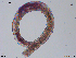  ( - CE33777)  @11 [ ] CreativeCommons - Attribution Non-Commercial Share-Alike (2018) Christer Erseus University of Gothenburg