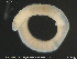  ( - CE34249)  @11 [ ] Creative Commons  Attribution Non-Commercial Share-Alike (2019) NTNU University Museum, Department of Natural History NTNU University Museum, Department of Natural History