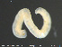  ( - CE34327)  @11 [ ] Creative Commons  Attribution Non-Commercial Share-Alike (2019) NTNU University Museum, Department of Natural History NTNU University Museum, Department of Natural History