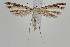  (Stenoptilia coprodactylus - BC_LSNOE_Lep_00705)  @13 [ ] CreativeCommons - Attribution Non-Commercial Share-Alike (2017) Wolfgang Stark Landessammlungen Niederösterreich