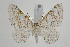  ( - BC_LSNOE_Lep_00711)  @14 [ ] CreativeCommons - Attribution Non-Commercial Share-Alike (2017) Wolfgang Stark Landessammlungen Niederösterreich