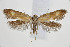  ( - BC_LSNOE_Lep_00737)  @11 [ ] CreativeCommons - Attribution Non-Commercial Share-Alike (2017) Wolfgang Stark Landessammlungen Niederösterreich