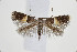 ( - BC_LSNOE_Lep_00739)  @13 [ ] CreativeCommons - Attribution Non-Commercial Share-Alike (2017) Wolfgang Stark Landessammlungen Niederösterreich