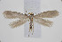  ( - BC_LSNOE_Lep_00740)  @13 [ ] CreativeCommons - Attribution Non-Commercial Share-Alike (2017) Wolfgang Stark Landessammlungen Niederösterreich