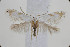  ( - BC_LSNOE_Lep_00749)  @11 [ ] CreativeCommons - Attribution Non-Commercial Share-Alike (2017) Wolfgang Stark Landessammlungen Niederösterreich