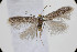  ( - BC_LSNOE_Lep_00756)  @11 [ ] CreativeCommons - Attribution Non-Commercial Share-Alike (2017) Wolfgang Stark Landessammlungen Niederösterreich