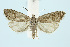  (Dichrorampha alpigenana - BC_LSNOE_Lep_00663)  @15 [ ] CreativeCommons - Attribution Non-Commercial Share-Alike (2017) Wolfgang Stark Landessammlungen Niederösterreich