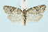  (Cnephasia stephensiana - BC_LSNOE_Lep_00644)  @14 [ ] CreativeCommons - Attribution Non-Commercial Share-Alike (2017) Wolfgang Stark Landessammlungen Niederösterreich