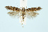  (Aristotelia decurtella - BC_LSNOE_Lep_00604)  @14 [ ] CreativeCommons - Attribution Non-Commercial Share-Alike (2017) Wolfgang Stark Landessammlungen Niederösterreich
