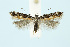  (Aristotelia subdecurtella - BC_LSNOE_Lep_00603)  @14 [ ] CreativeCommons - Attribution Non-Commercial Share-Alike (2017) Wolfgang Stark Landessammlungen Niederösterreich