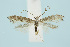  (Parornix fagivora - BC_LSNOE_Lep_00600)  @14 [ ] CreativeCommons - Attribution Non-Commercial Share-Alike (2017) Wolfgang Stark Landessammlungen Niederösterreich