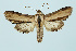  (Shargacucullia scrophulariae - BC_LSNOE_Lep_00067)  @15 [ ] CreativeCommons - Attribution Non-Commercial Share-Alike (2017) Wolfgang Stark Landessammlungen Niederösterreich