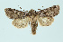  (Lasionycta proxima - BC_LSNOE_Lep_00540)  @15 [ ] CreativeCommons - Attribution Non-Commercial Share-Alike (2017) Wolfgang Stark Landessammlungen Niederösterreich
