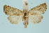 (Photedes fluxa - BC_LSNOE_Lep_00536)  @14 [ ] CreativeCommons - Attribution Non-Commercial Share-Alike (2017) Wolfgang Stark Landessammlungen Niederösterreich