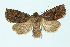 ( - BC_LSNOE_Lep_00519)  @14 [ ] CreativeCommons - Attribution Non-Commercial Share-Alike (2017) Wolfgang Stark Landessammlungen Niederösterreich