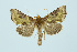  ( - BC_LSNOE_Lep_00048)  @14 [ ] CreativeCommons - Attribution Non-Commercial Share-Alike (2017) Wolfgang Stark Landessammlungen Niederösterreich