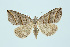  (Colobochyla - BC_LSNOE_Lep_00045)  @15 [ ] CreativeCommons - Attribution Non-Commercial Share-Alike (2017) Wolfgang Stark Landessammlungen Niederösterreich