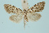  ( - BC_LSNOE_Lep_00503)  @13 [ ] CreativeCommons - Attribution Non-Commercial Share-Alike (2017) Wolfgang Stark Landessammlungen Niederösterreich