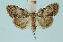  ( - BC_LSNOE_Lep_00500)  @14 [ ] CreativeCommons - Attribution Non-Commercial Share-Alike (2017) Wolfgang Stark Landessammlungen Niederösterreich