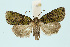  ( - BC_LSNOE_Lep_00477)  @15 [ ] CreativeCommons - Attribution Non-Commercial Share-Alike (2017) Wolfgang Stark Landessammlungen Niederösterreich