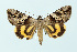  ( - BC_LSNOE_Lep_00027)  @14 [ ] CreativeCommons - Attribution Non-Commercial Share-Alike (2017) Wolfgang Stark Landessammlungen Niederösterreich