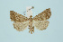  (Herminia tenuialis - BC_LSNOE_Lep_00022)  @13 [ ] CreativeCommons - Attribution Non-Commercial Share-Alike (2017) Wolfgang Stark Landessammlungen Niederösterreich