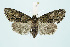  (Cryphia fraudatricula - BC_LSNOE_Lep_00019)  @14 [ ] CreativeCommons - Attribution Non-Commercial Share-Alike (2017) Wolfgang Stark Landessammlungen Niederösterreich