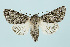  ( - BC_LSNOE_Lep_00008)  @13 [ ] CreativeCommons - Attribution Non-Commercial Share-Alike (2017) Wolfgang Stark Landessammlungen Niederösterreich