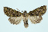  ( - BC_LSNOE_Lep_00166)  @14 [ ] CreativeCommons - Attribution Non-Commercial Share-Alike (2017) Wolfgang Stark Landessammlungen Niederösterreich