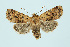  ( - BC_LSNOE_Lep_00152)  @13 [ ] CreativeCommons - Attribution Non-Commercial Share-Alike (2017) Wolfgang Stark Landessammlungen Niederösterreich