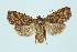  ( - BC_LSNOE_Lep_00151)  @14 [ ] CreativeCommons - Attribution Non-Commercial Share-Alike (2017) Wolfgang Stark Landessammlungen Niederösterreich