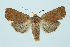  (Conistra erythrocephala - BC_LSNOE_Lep_00150)  @14 [ ] CreativeCommons - Attribution Non-Commercial Share-Alike (2017) Wolfgang Stark Landessammlungen Niederösterreich