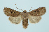  (Conistra rubiginosa - BC_LSNOE_Lep_00149)  @15 [ ] CreativeCommons - Attribution Non-Commercial Share-Alike (2017) Wolfgang Stark Landessammlungen Niederösterreich