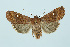  ( - BC_LSNOE_Lep_00146)  @11 [ ] CreativeCommons - Attribution Non-Commercial Share-Alike (2017) Wolfgang Stark Landessammlungen Niederösterreich