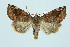  ( - BC_LSNOE_Lep_00127)  @14 [ ] CreativeCommons - Attribution Non-Commercial Share-Alike (2017) Wolfgang Stark Landessammlungen Niederösterreich