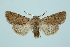  ( - BC_LSNOE_Lep_00280)  @14 [ ] CreativeCommons - Attribution Non-Commercial Share-Alike (2017) Wolfgang Stark Landessammlungen Niederösterreich