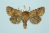  ( - BC_LSNOE_Lep_00262)  @14 [ ] CreativeCommons - Attribution Non-Commercial Share-Alike (2017) Wolfgang Stark Landessammlungen Niederösterreich