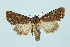  ( - BC_LSNOE_Lep_00239)  @13 [ ] CreativeCommons - Attribution Non-Commercial Share-Alike (2017) Wolfgang Stark Landessammlungen Niederösterreich