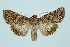  (Anarta trifolii - BC_LSNOE_Lep_00230)  @15 [ ] CreativeCommons - Attribution Non-Commercial Share-Alike (2017) Wolfgang Stark Landessammlungen Niederösterreich