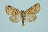  ( - BC_LSNOE_Lep_00208)  @11 [ ] CreativeCommons - Attribution Non-Commercial Share-Alike (2017) Wolfgang Stark Landessammlungen Niederösterreich