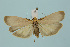  ( - BC_LSNOE_Lep_00372)  @13 [ ] CreativeCommons - Attribution Non-Commercial Share-Alike (2017) Wolfgang Stark Landessammlungen Niederösterreich