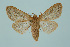  (Ocneria - BC_LSNOE_Lep_00357)  @15 [ ] CreativeCommons - Attribution Non-Commercial Share-Alike (2017) Wolfgang Stark Landessammlungen Niederösterreich